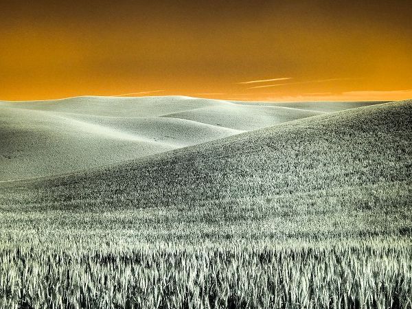 Eggers, Terry 아티스트의 USA-Washington State-Palouse region-Rolling Hills of wheat작품입니다.